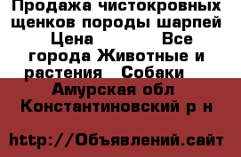 Продажа чистокровных щенков породы шарпей › Цена ­ 8 000 - Все города Животные и растения » Собаки   . Амурская обл.,Константиновский р-н